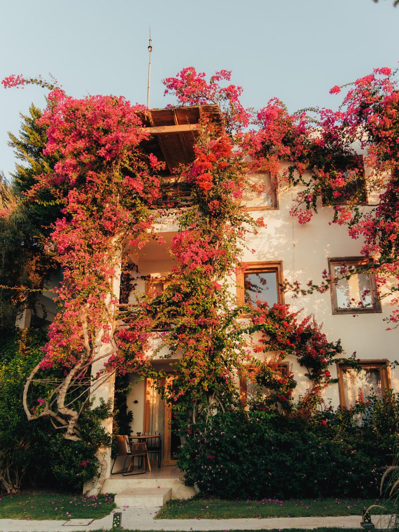Bougainvillea-covered guest rooms