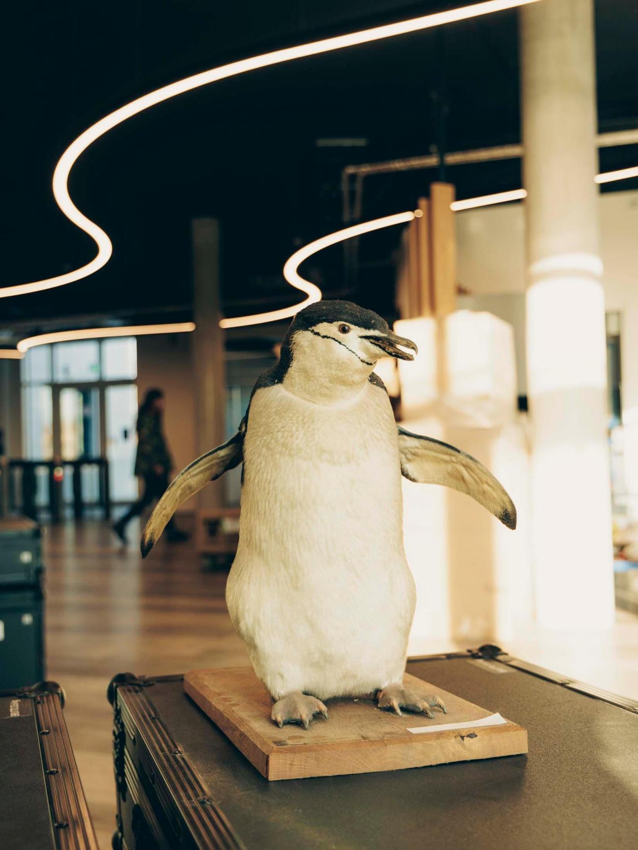 Pengiun