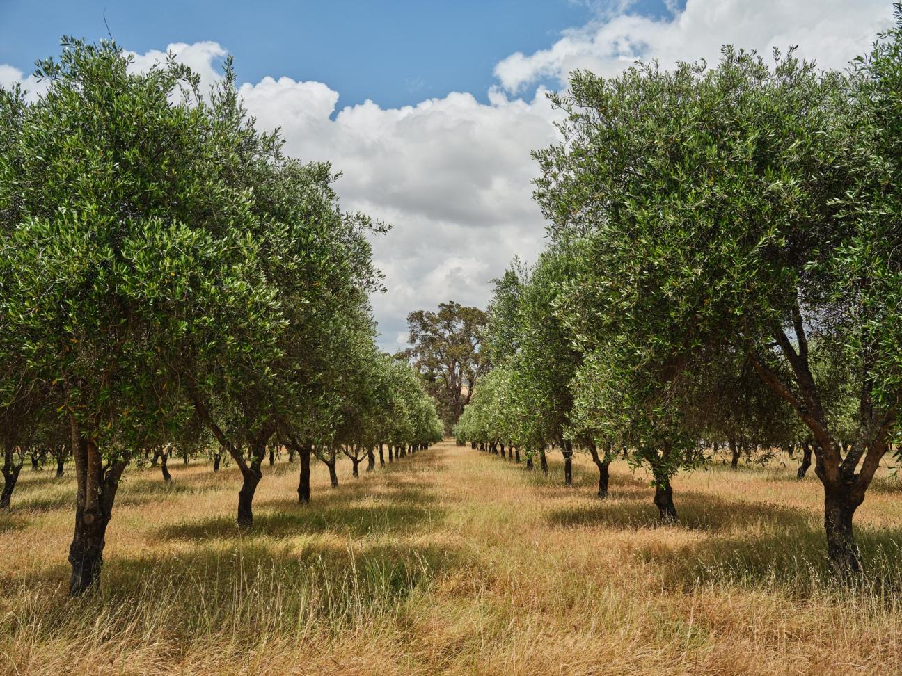 Olive groves at Alkoomi Wines