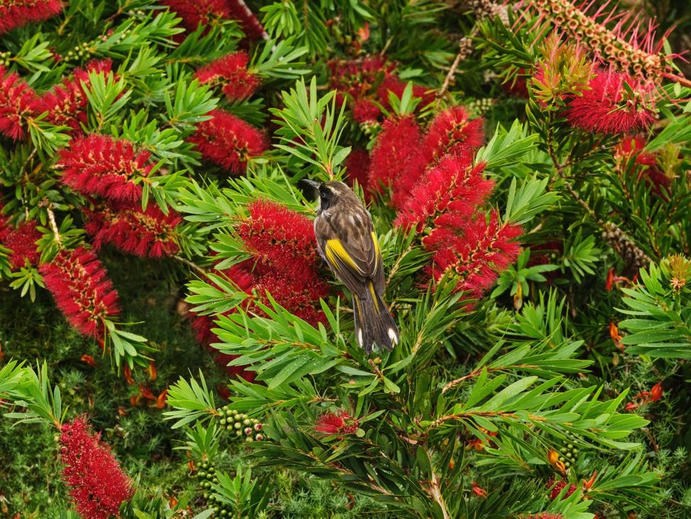 Honeyeater