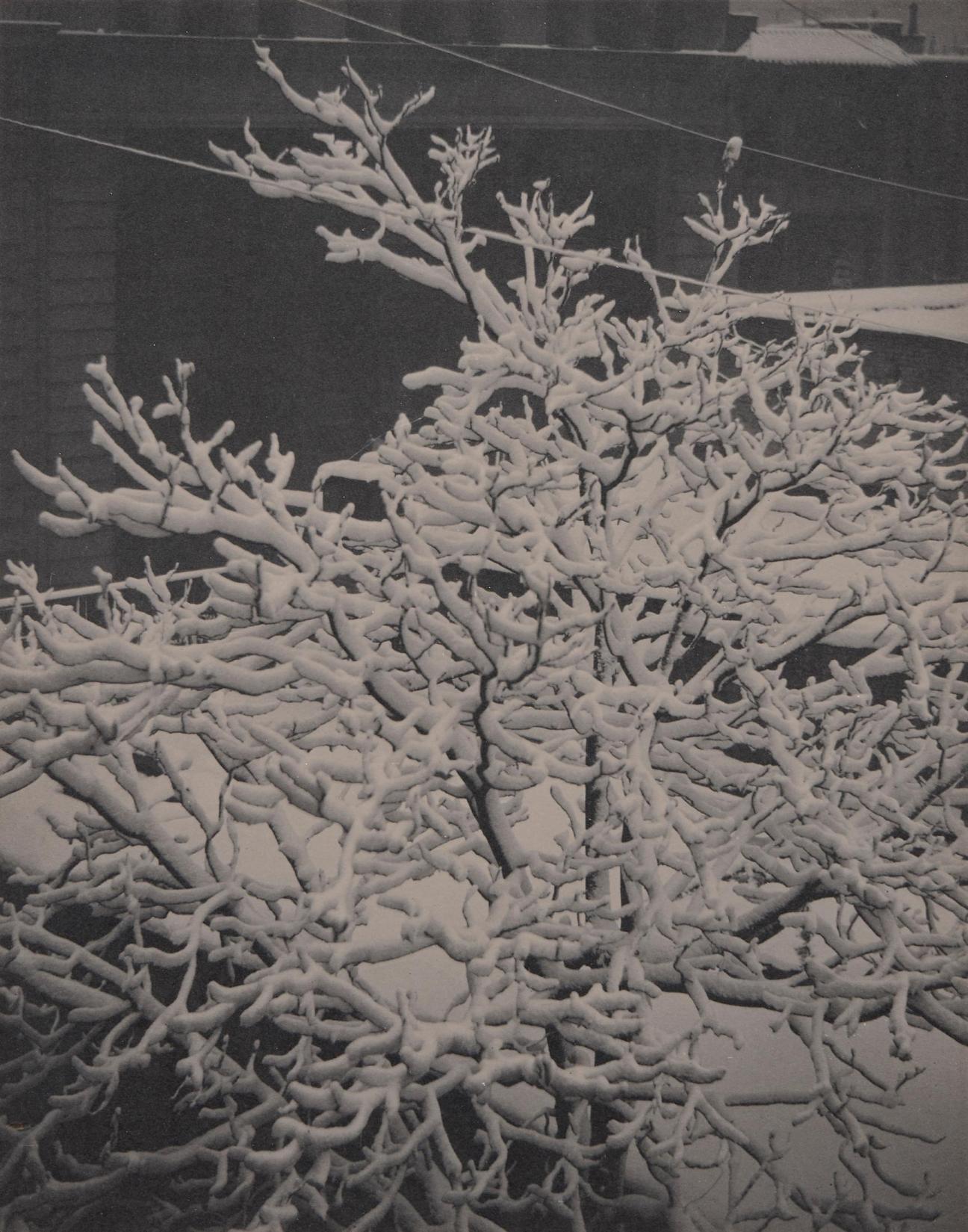 Alfred Stieglitz, From the Back Window – 291 – Snow Covered Tree, Back-Yard, 1915.