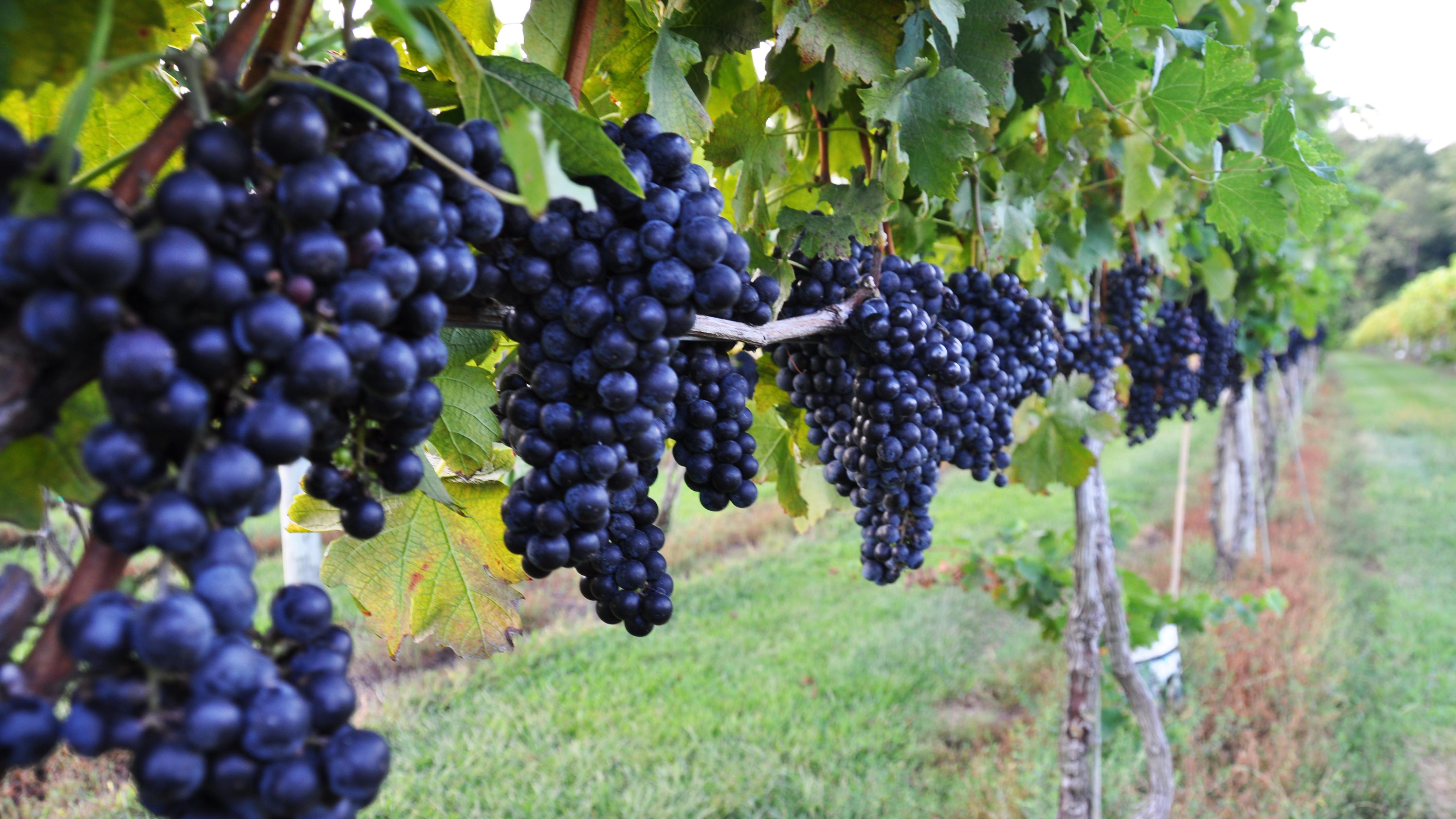 The best of Turkish wines