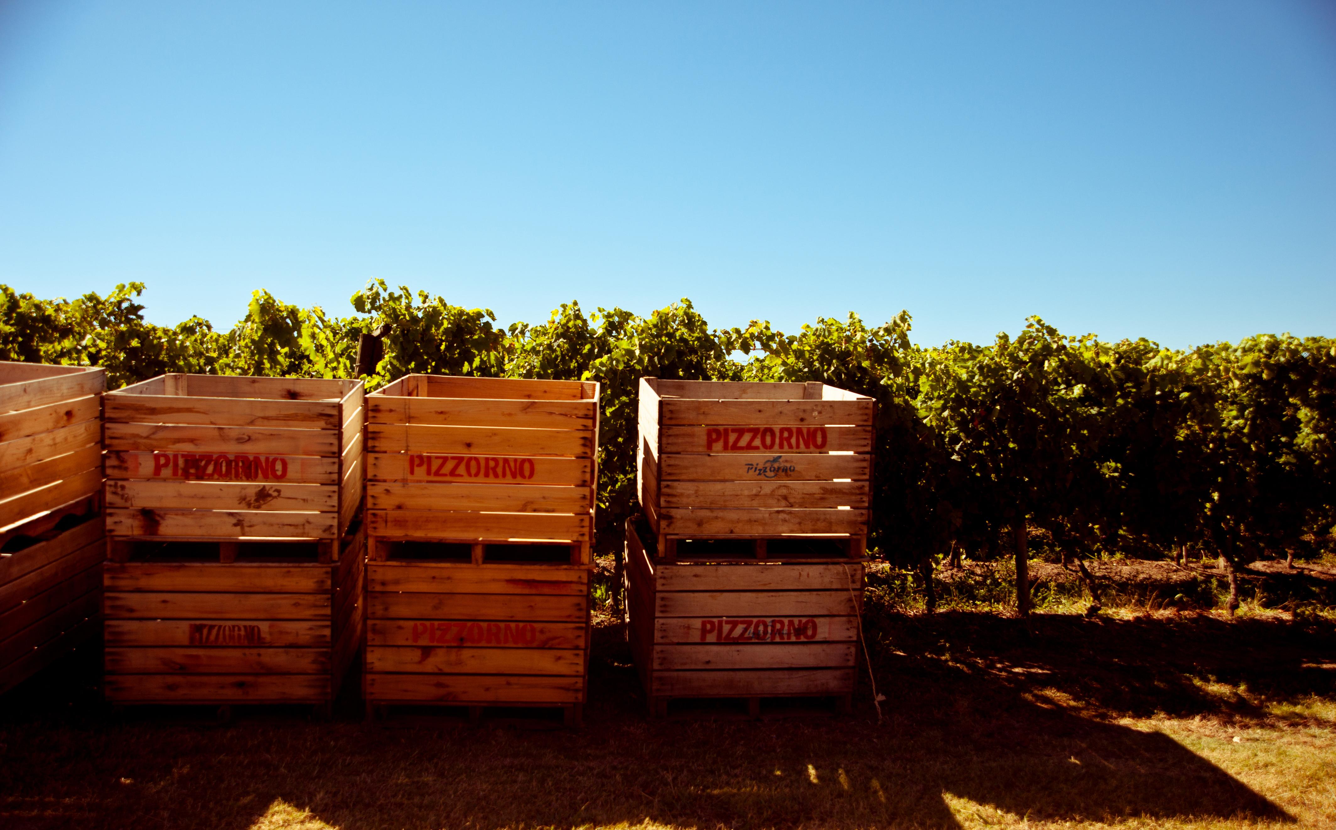 Uruguay’s ambitious wine industry