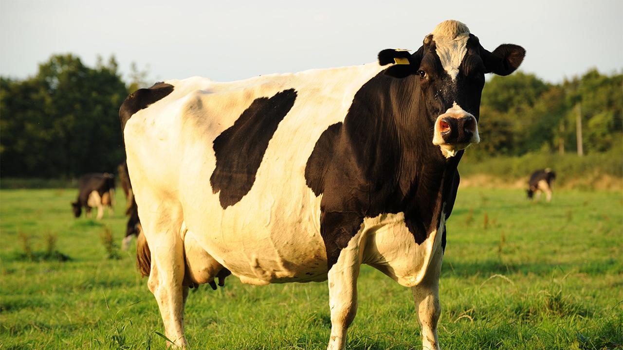 Dairy