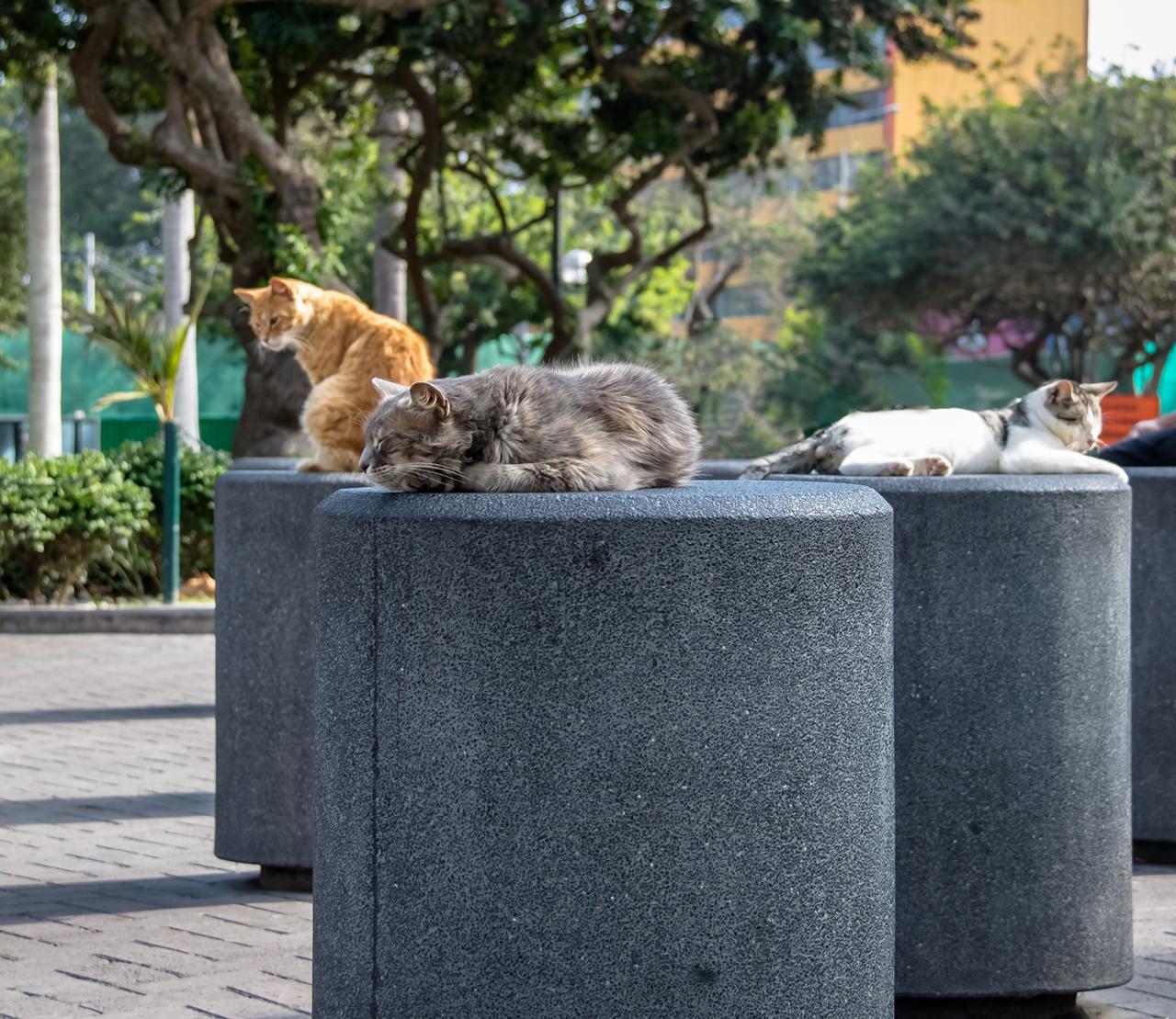 Tall Stories 447: Kennedy Park, Lima