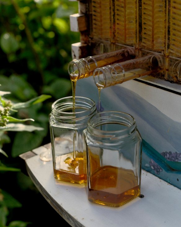 Honey flowing into waiting jars from Flow Hive