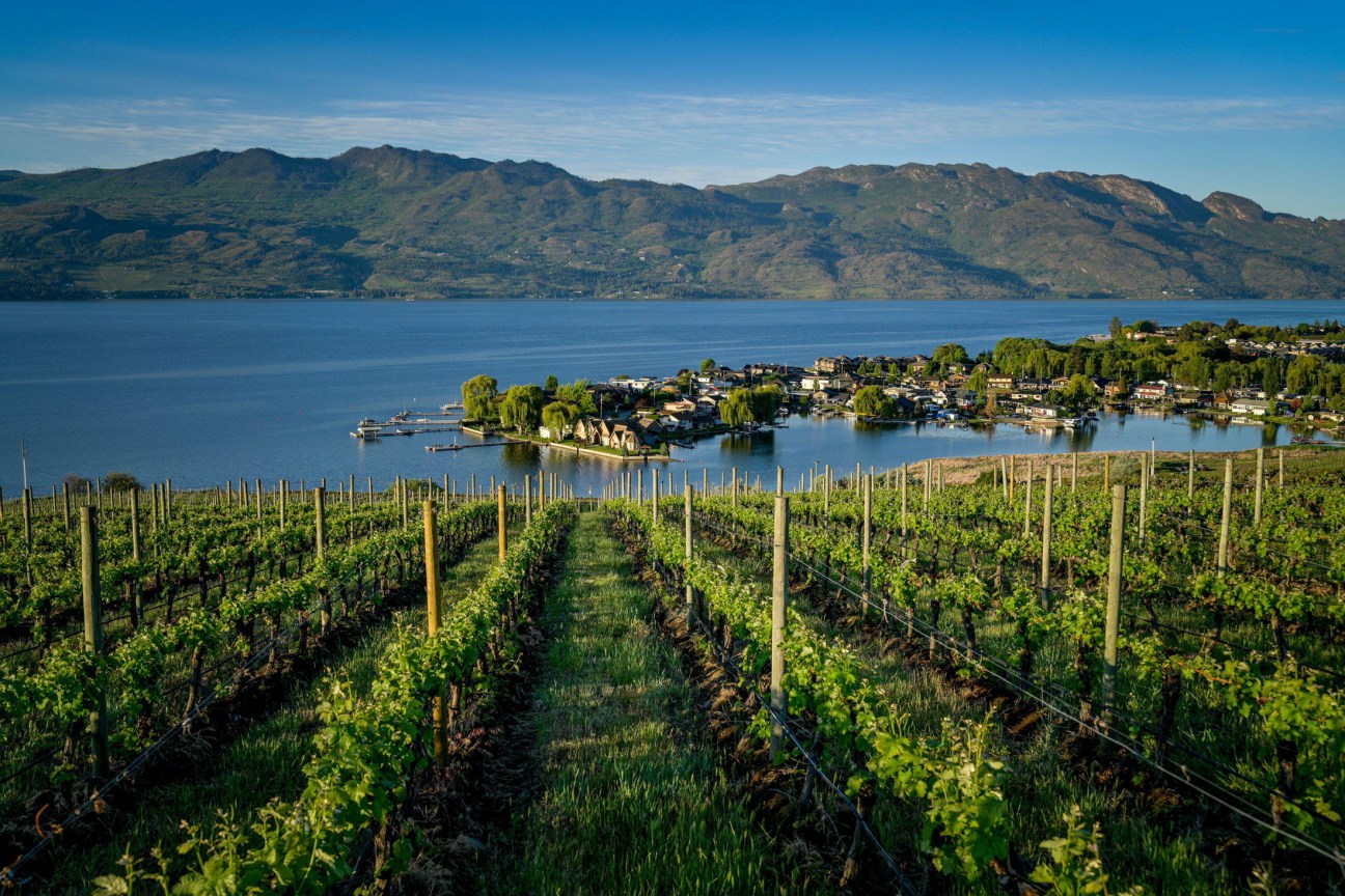 Scenic vineyard in Canada's Okanagan Valley with rolling hills and lake view