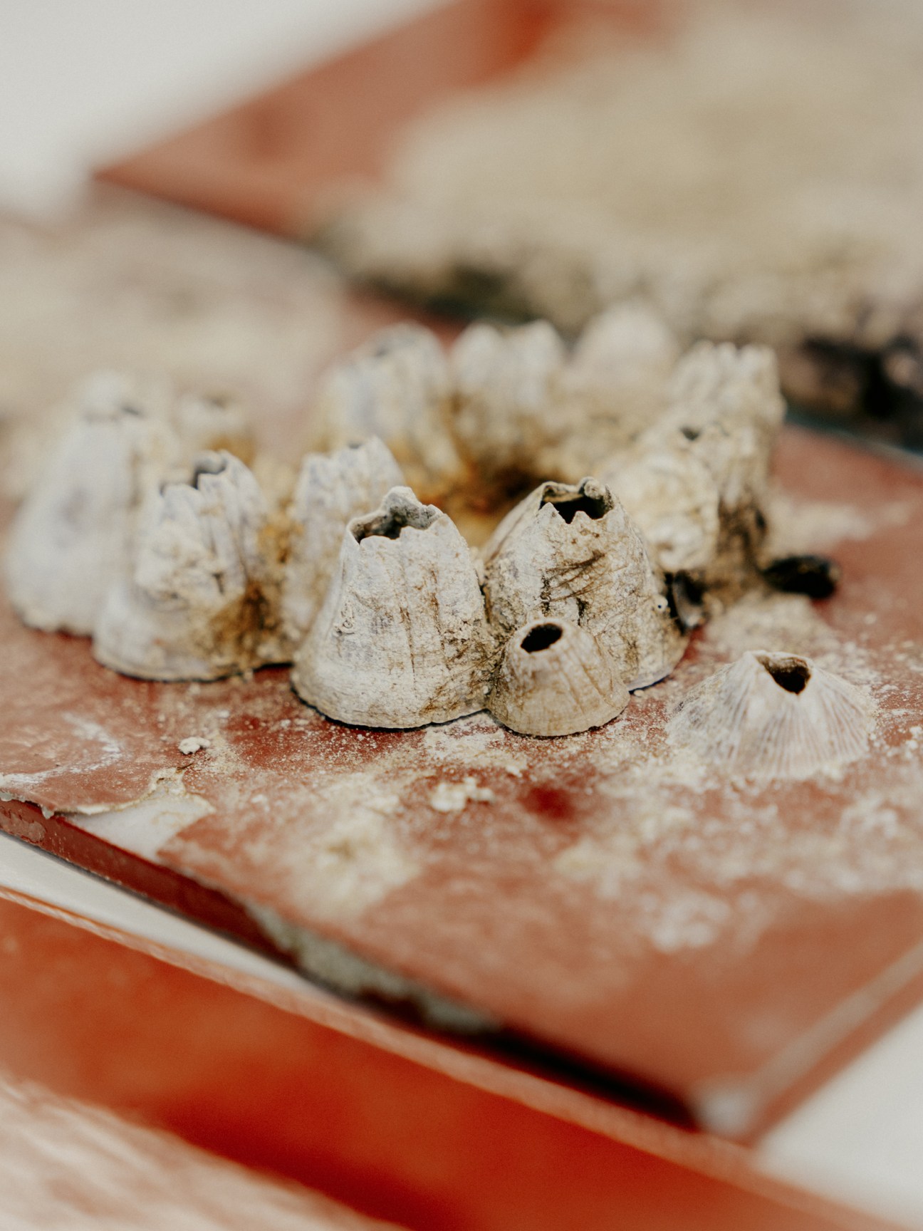 Barnacles on a sample of a ship’s hull