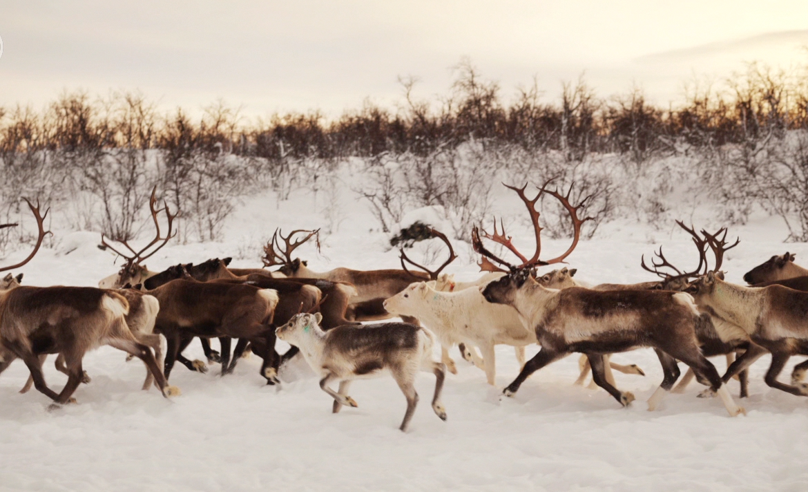 deer in the snow