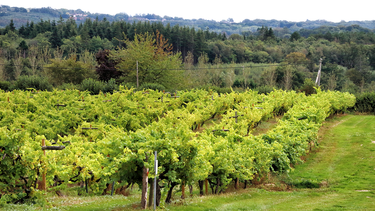 The rise of English bubbly