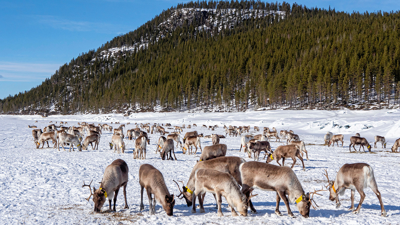 Explainer 267: Nordic Council of Ministers series, part three – Biodiversity