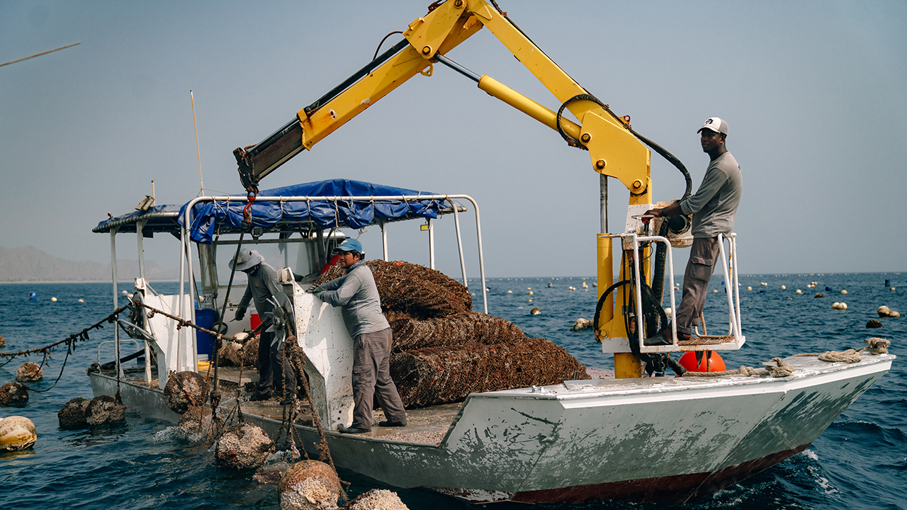Seafood Souq and Dibba Bay Oysters