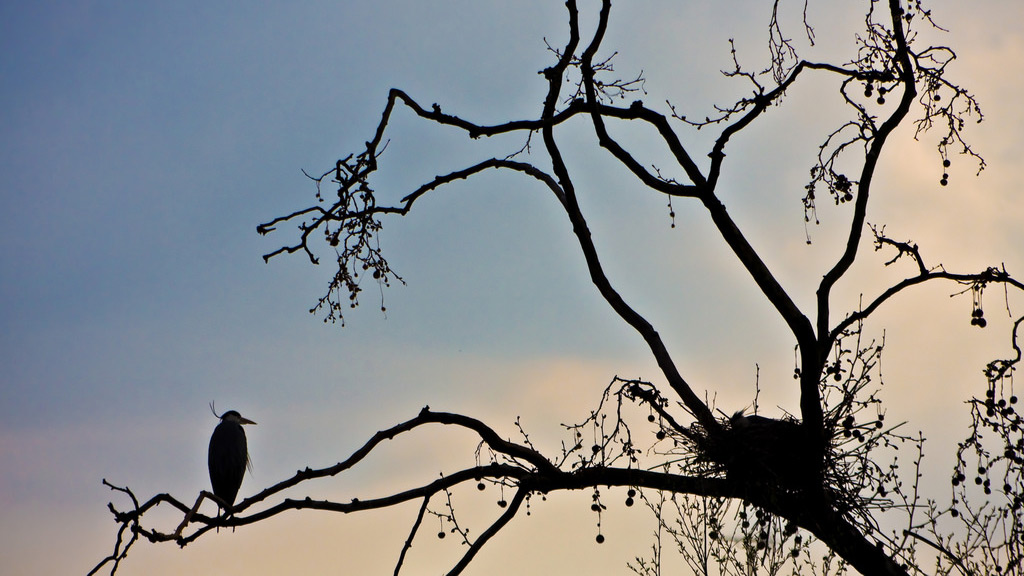 Tall Stories 57: nests