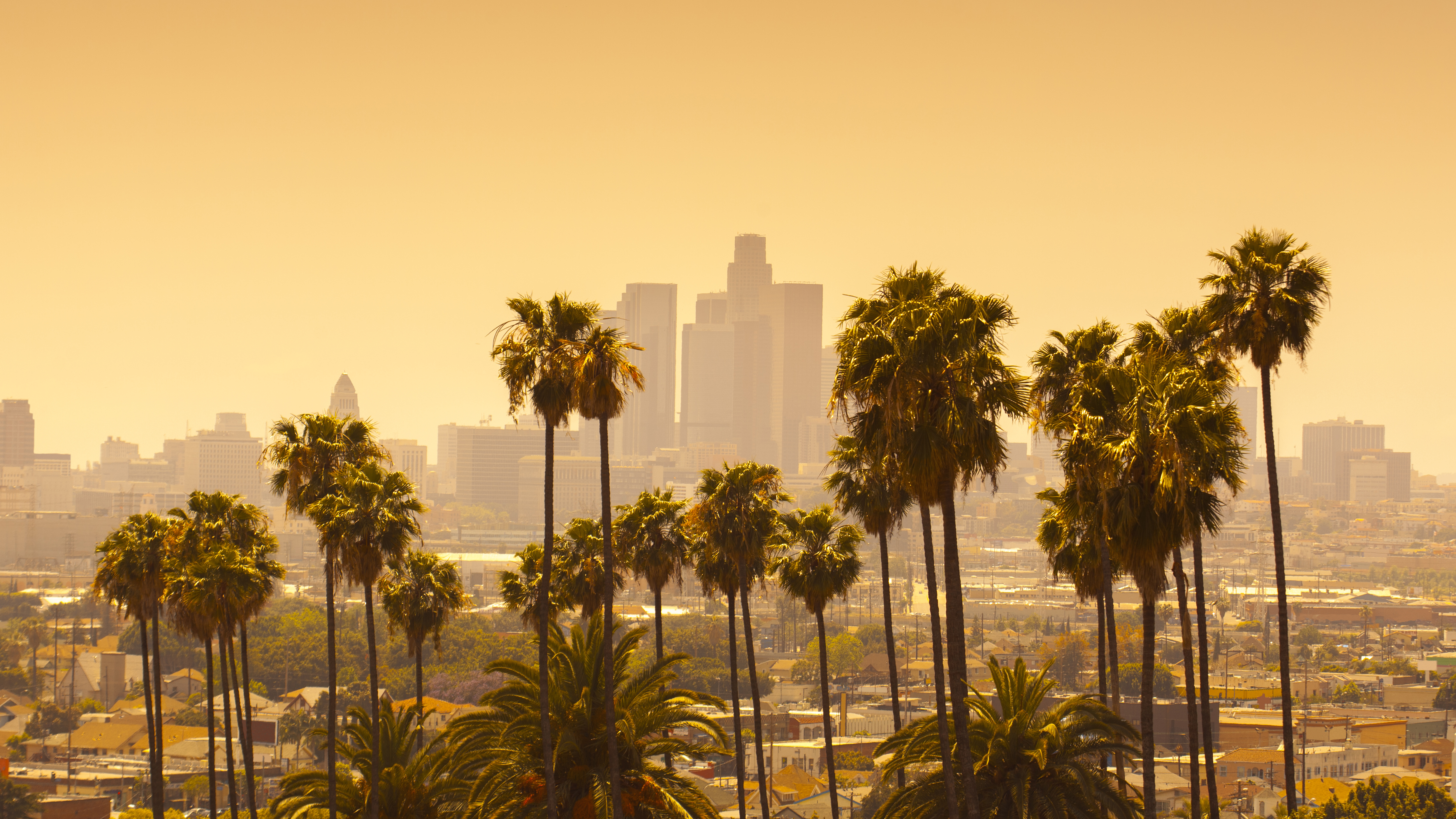 On Design 30: Will LA lose its iconic palm trees?