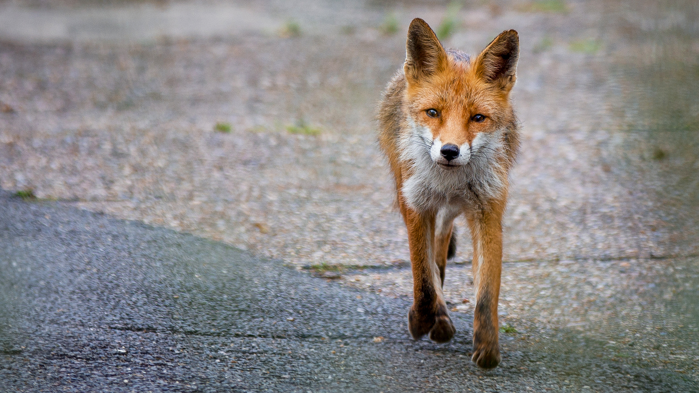 Tall Stories 30: urban fox