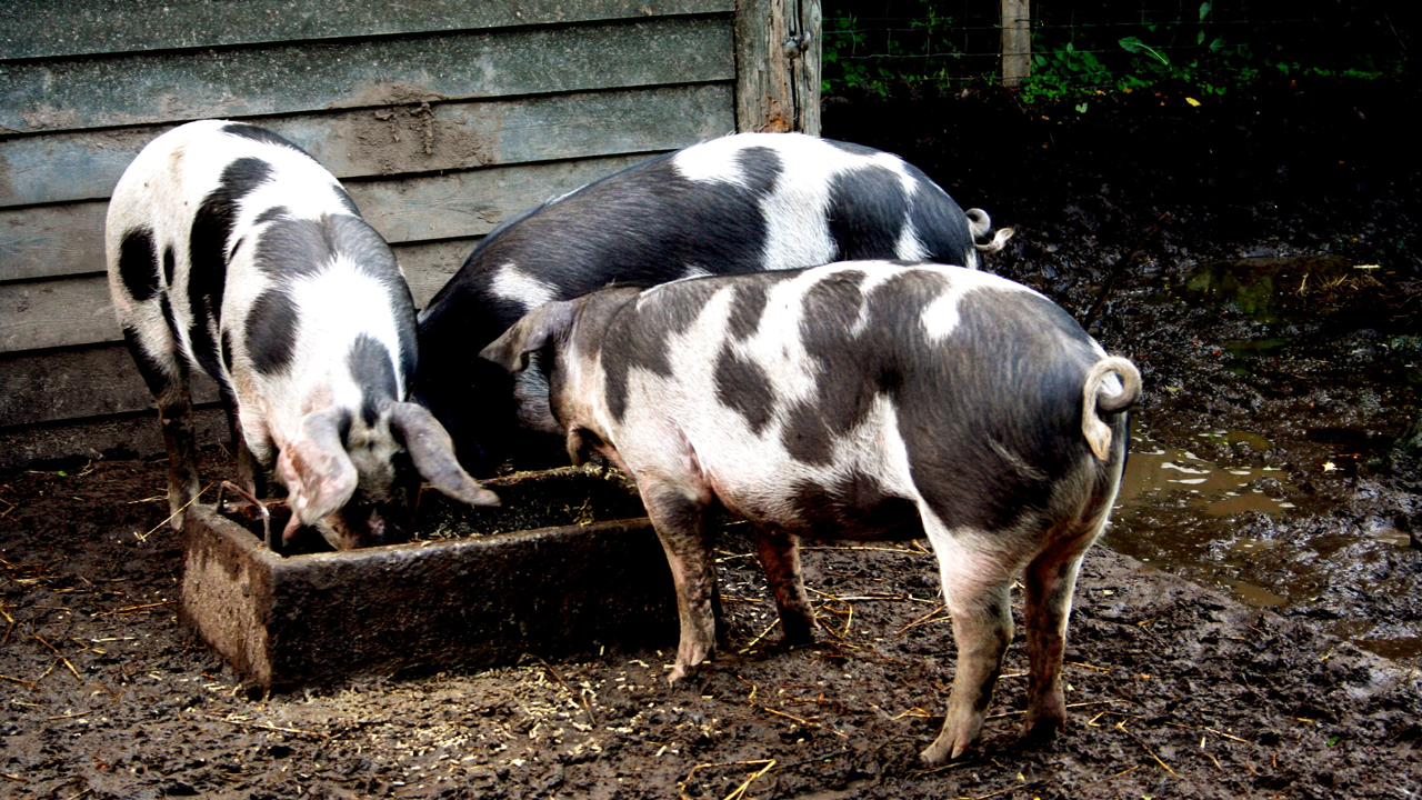 Nordic Council of Ministers series, part eight: Sustainable agriculture