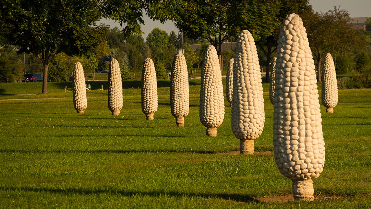 Tall Stories 288: Field of Corn, Columbus, Ohio