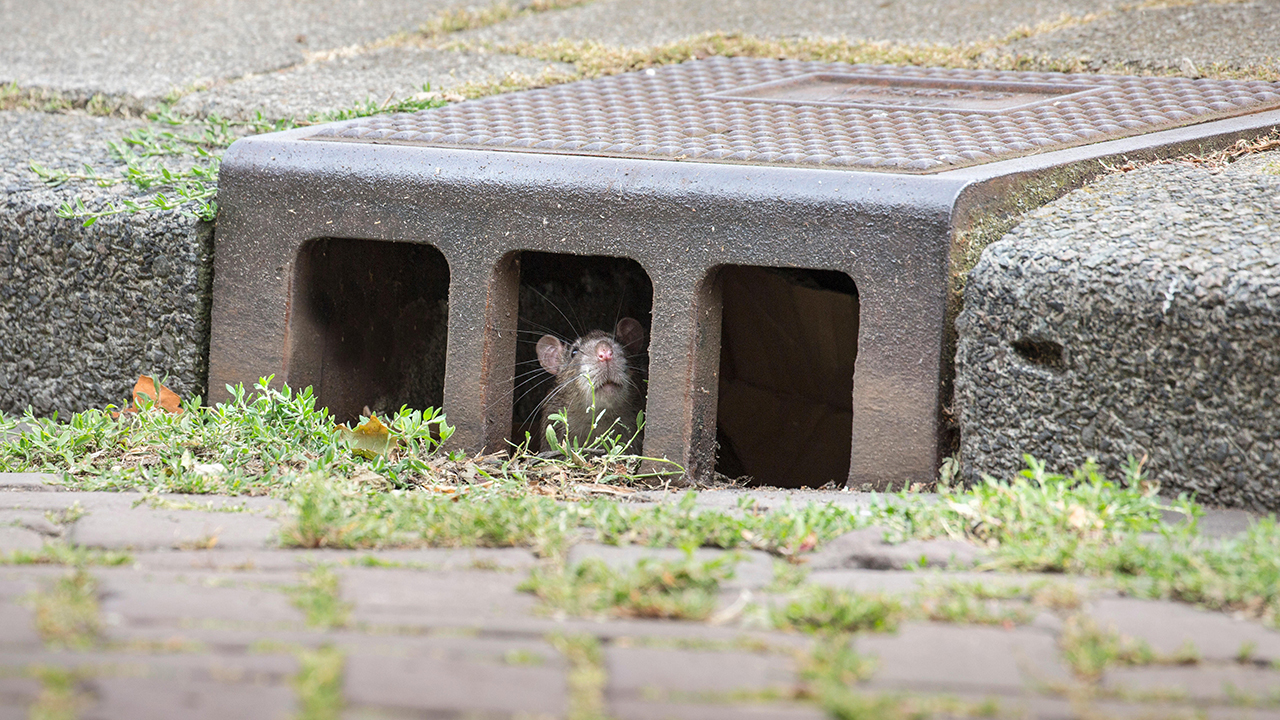 Tall Stories 259: London’s rats
