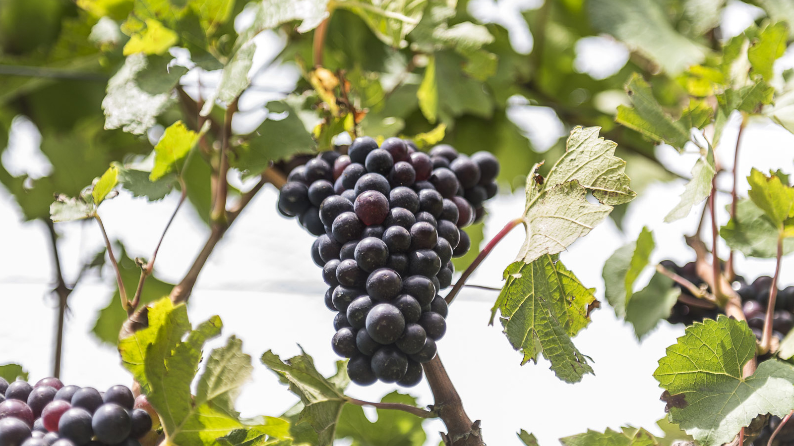 The fresh rise of New Zealand’s wines