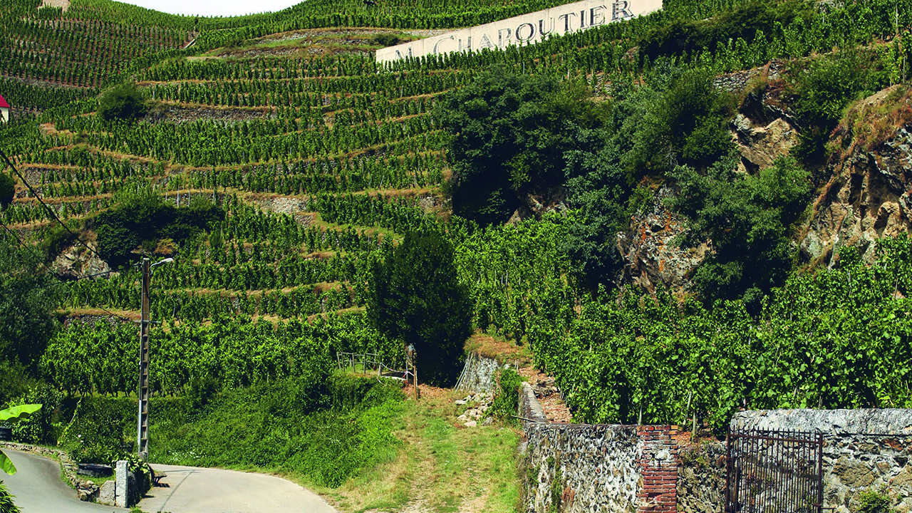 Through the grapevine