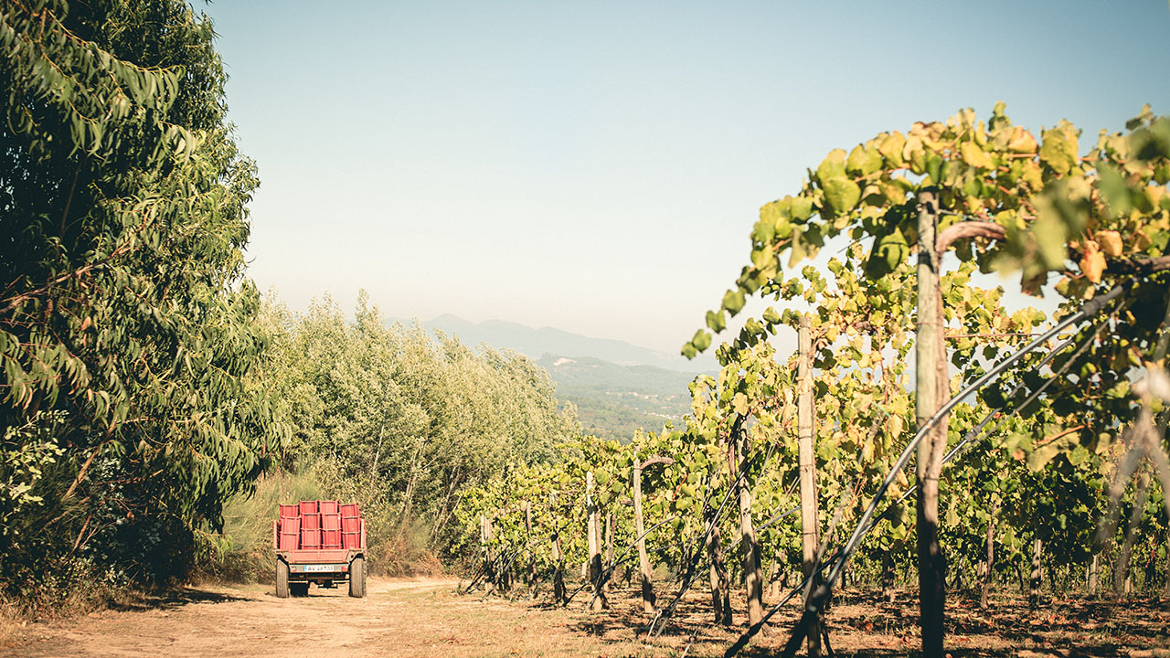 Portuguese wine, Honey & Co and British cheese