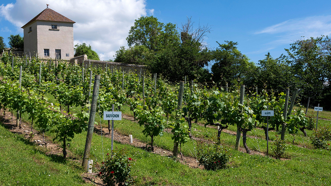 Pangaea Estates and wine industry forecast