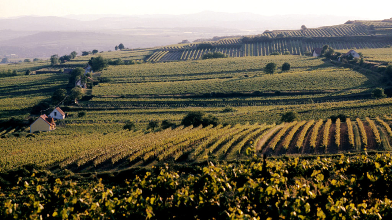 Slow Wine Fair
