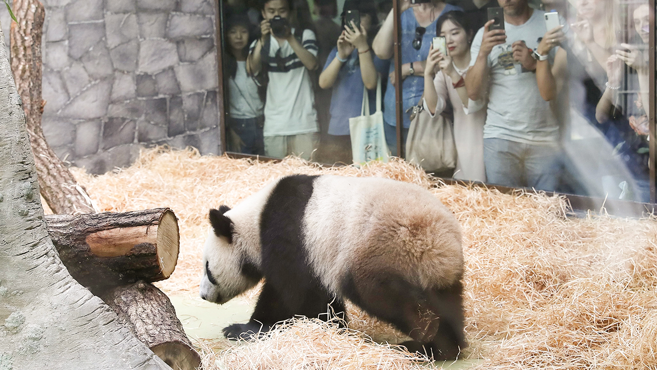 Pandas, pangolins, and koalas: can animals be diplomats?