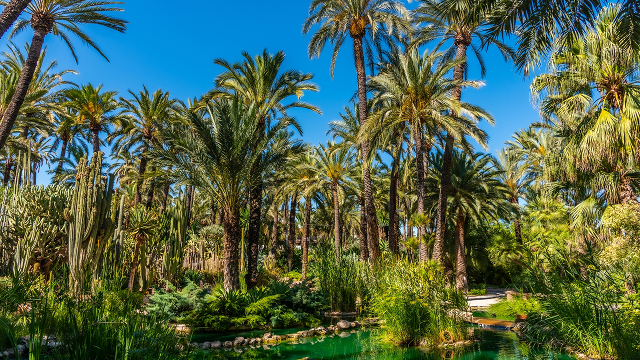 Tall Stories 318: The Palmeral of Elche
