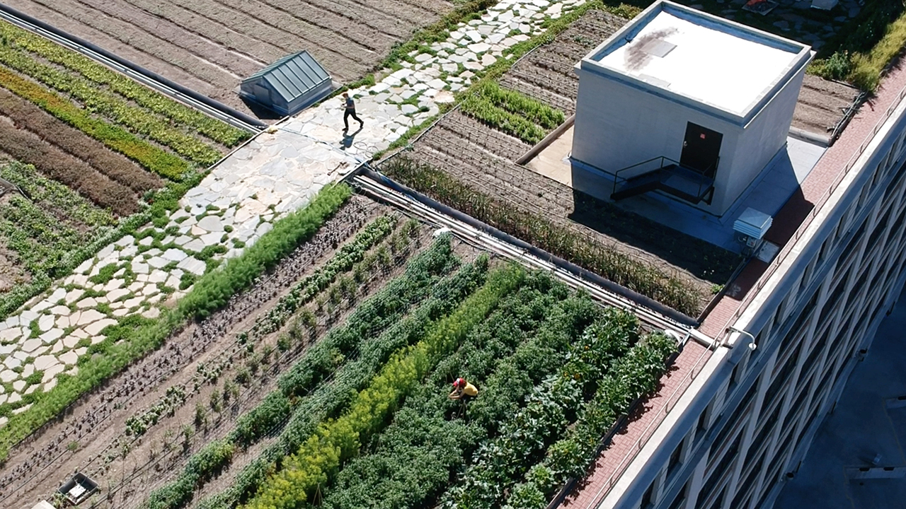 Farming in the city